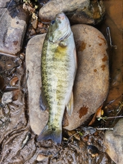 Micropterus cataractae