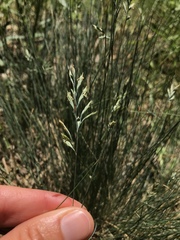 Festuca valesiaca