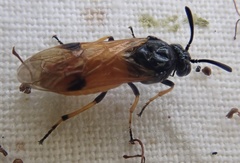 Arge melanochra