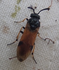 Arge melanochra