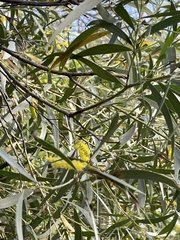 Acacia leptostachya