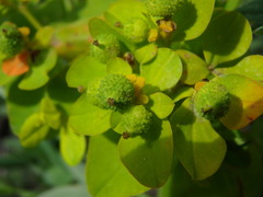 Euphorbia verrucosa