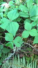 Trillium ovatum