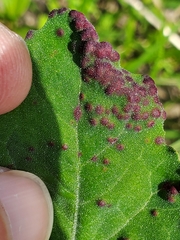 Norvellina chenopodii