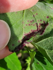 Norvellina chenopodii