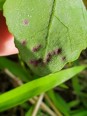 Norvellina chenopodii