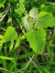 Norvellina chenopodii