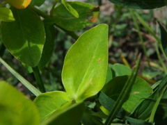 Euphorbia verrucosa