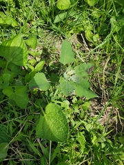 Norvellina chenopodii