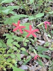 Silene virginica