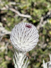 Cirsium occidentale occidentale