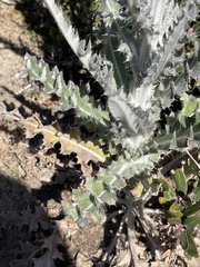 Cirsium occidentale occidentale
