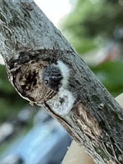Eriococcus spurius