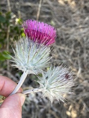 Cirsium occidentale occidentale