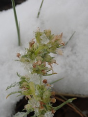 Ipomopsis spicata spicata