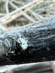 Eriococcus spurius