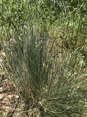 Festuca valesiaca