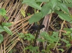 Pyriglena leucoptera