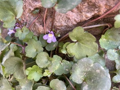 Cymbalaria muralis muralis