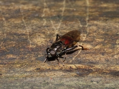 Chalcosyrphus libo