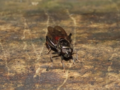Chalcosyrphus libo