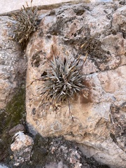 Tillandsia capillaris