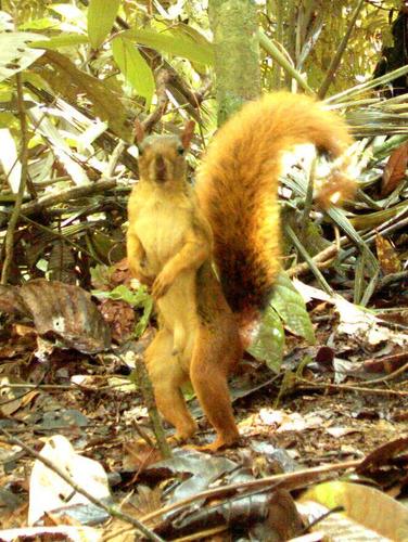 Southern Amazon Red Squirrel
