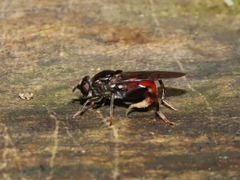 Chalcosyrphus libo