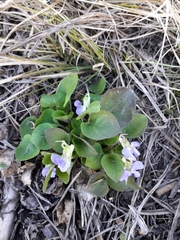 Viola rupestris