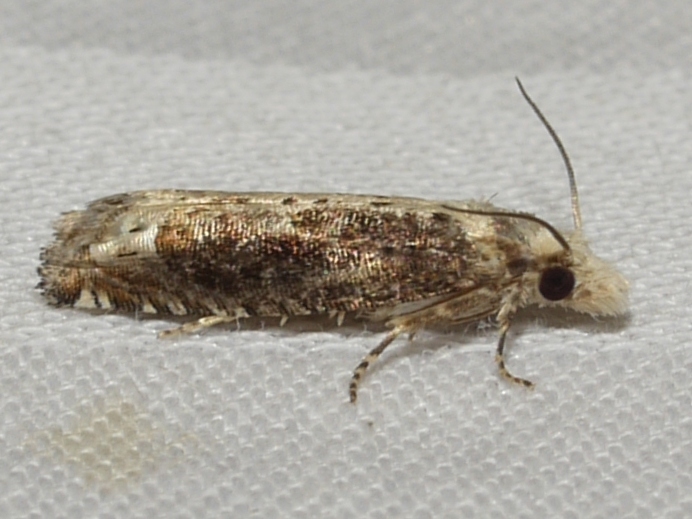 Suleima cinerodorsana
