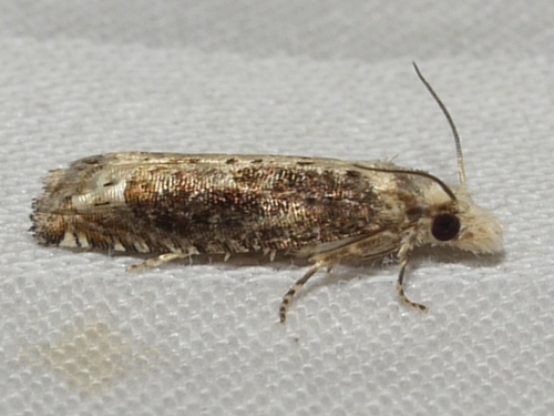 Suleima cinerodorsana