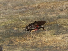 Chalcosyrphus libo