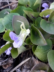 Viola rupestris