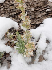 Ipomopsis spicata spicata