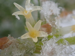 Ipomopsis spicata spicata