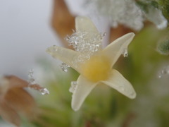 Ipomopsis spicata spicata