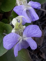 Viola rupestris