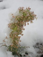 Ipomopsis spicata spicata