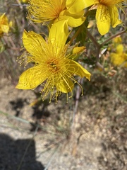 Mentzelia crocea