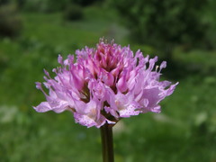Traunsteinera globosa