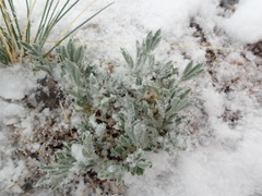 Astragalus tridactylicus