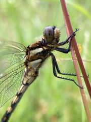 Orthetrum albistylum