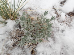 Astragalus tridactylicus
