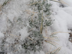 Astragalus tridactylicus