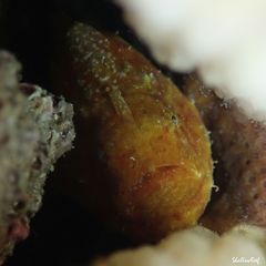 Antennatus tuberosus