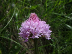 Traunsteinera globosa