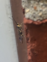 Synanthedon acerrubri