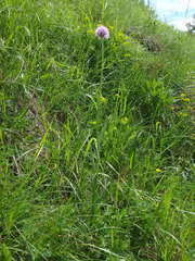 Traunsteinera globosa