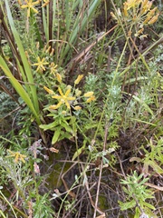Bloomeria crocea