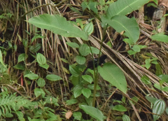 Pyriglena leucoptera